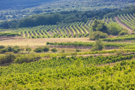 Téléchargez les photos : Paysage avec vignobles près de Retz, Basse-Autriche, Autriche - en image libre de droit