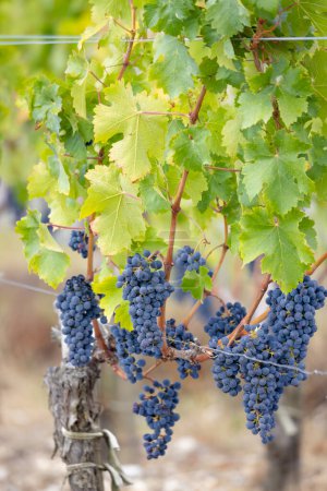 Foto de Uvas Cabernet Sauvignon para producir vinos de la más alta calidad en Burdeos, Francia - Imagen libre de derechos