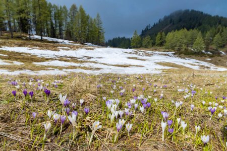 Téléchargez les photos : Prairie à fleurs début du printemps avec crocus à Sella di Rioda, Alpes, Italie - en image libre de droit