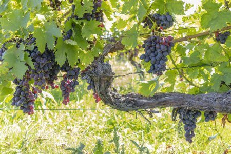 Téléchargez les photos : Mûrissement des raisins en République Tchèque - en image libre de droit