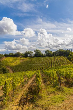 Téléchargez les photos : Vignobles les plus célèbres de Toscane près de la ville Montalcino en Italie - en image libre de droit