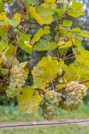 Foto de Uvas Riesling en el viñedo de otoño, sur de Moravia, República Checa - Imagen libre de derechos