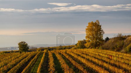 Téléchargez les photos : Vignoble d'automne près de Velke Bilovice, Moravie du Sud, République tchèque - en image libre de droit
