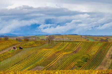 Téléchargez les photos : Vignoble d'automne près de Cejkovice, Moravie du Sud, République tchèque - en image libre de droit