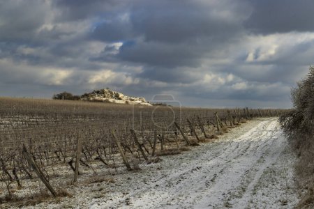 Téléchargez les photos : Vignoble d'hiver près de Mikulov, région de Palava, Moravie du Sud, République tchèque - en image libre de droit
