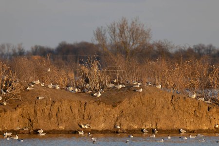 Photo for Black-headed Gull, Jaroslavice pond, Znojmo region, Southern Moravia, Czech Republic - Royalty Free Image