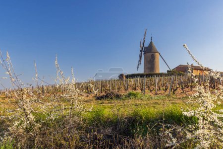 Foto de Spring vineyards with Chenas windmill in Beaujolais, Burgundy, France - Imagen libre de derechos
