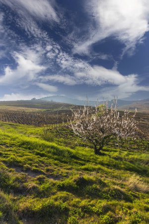 Téléchargez les photos : Spring vineyards near Chenas in Beaujolais, Burgundy, France - en image libre de droit