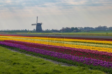 Foto de Campo de tulipanes con molino de viento Ondermolen cerca de Alkmaar, Países Bajos - Imagen libre de derechos