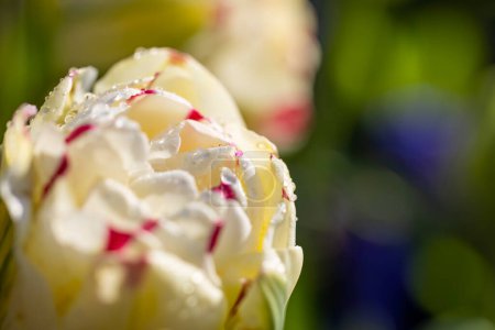 Téléchargez les photos : Macro shot de tulipe avec gouttes d'eau, jardin fleuri Keukenhof, Lisse, Pays-Bas - en image libre de droit