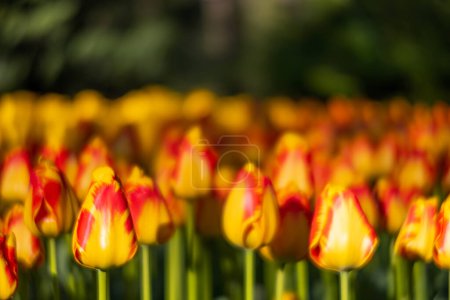 Foto de Keukenhof jardín de flores - parque de tulipanes más grande del mundo, Lisse, Países Bajos - Imagen libre de derechos