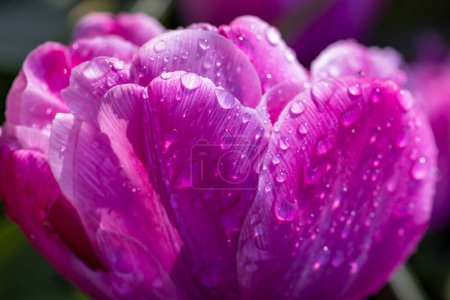 Photo for Macro shot of tulip with water drops, Keukenhof flower garden, Lisse, Netherlands - Royalty Free Image