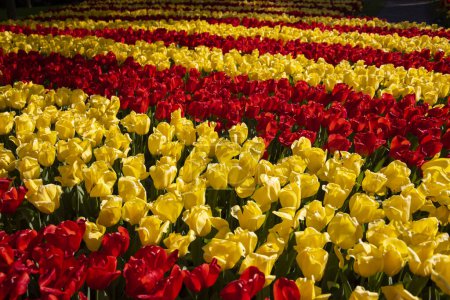 Téléchargez les photos : Keukenhof flower garden - largest tulip park in world, Lisse, Netherlands - en image libre de droit