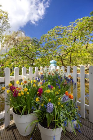 Téléchargez les photos : Jardin fleuri de Keukenhof - plus grand parc de tulipes au monde, Lisse, Pays-Bas - en image libre de droit
