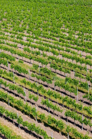 Téléchargez les photos : Vue sur les vignobles de printemps près de Velke Pavlovice depuis la tour de guet, Moravie du Sud, République tchèque - en image libre de droit