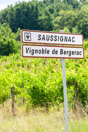 Photo for Vineyard of Saussignac in Bergerac Region, Dordogne Deparment, France - Royalty Free Image