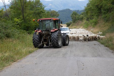 Photo for Road blocked by herd of sheep, Marche, Italy - Royalty Free Image