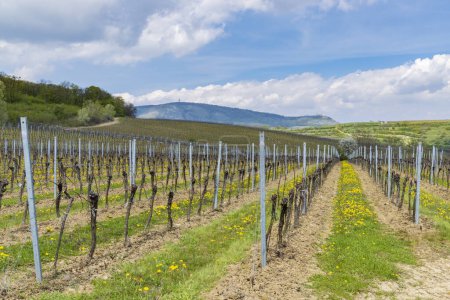 Téléchargez les photos : Spring vineyards under Palava near Milovice, Southern Moravia, Czech Republic - en image libre de droit