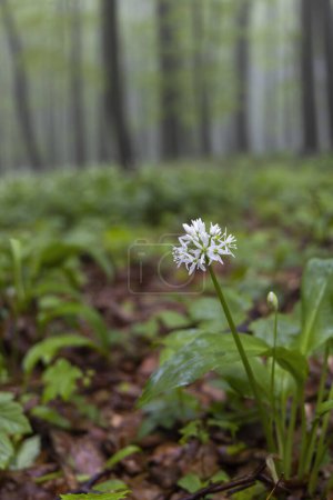 Foto de Bosque de haya de primavera en Cárpatos Blancos, Moravia Meridional, República Checa - Imagen libre de derechos