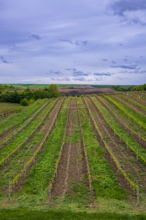 Téléchargez les photos : Vignoble printanier près de Cejkovice, Moravie du Sud, République tchèque - en image libre de droit