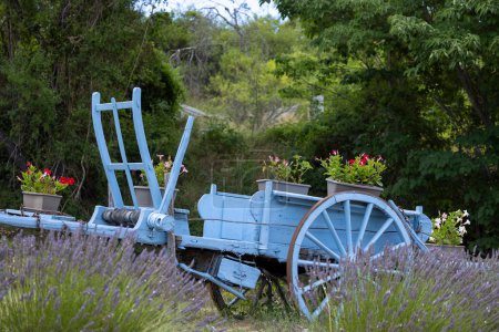 Photo for Blue wooden cart with lavenders in Provence, France - Royalty Free Image