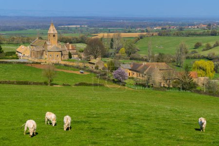Foto de Paisaje primaveral con vacas y eglise Notre Dame de Lancharre, Bourgogne, Francia - Imagen libre de derechos