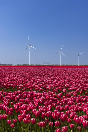 Foto de Aerogeneradores con campo de tulipanes, Holanda del Norte, Países Bajos - Imagen libre de derechos
