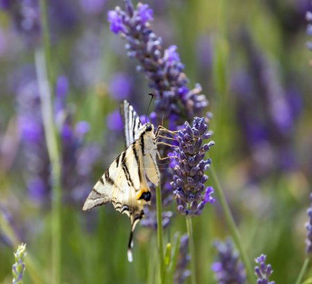 Photo for Fennel Swallowtail on lavender, Provence, France - Royalty Free Image