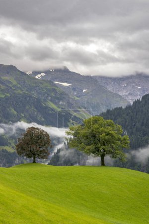 Téléchargez les photos : Arbres solitaires à la campagne, Alpes Suisses à proximité Unterschchen - en image libre de droit