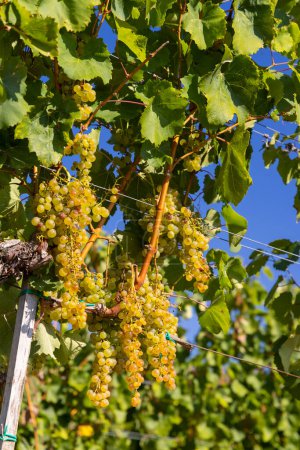 Photo for Grapes Harslevelu in Tokaj region, Unesco site, Great Plain, Hungary - Royalty Free Image