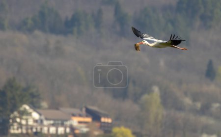 Foto de White stork (ciconia ciconia), early spring near Hunawihr, Alsace, France - Imagen libre de derechos