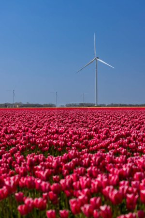 Photo for Wind turbines with tulip field, North Holland, Netherlands - Royalty Free Image