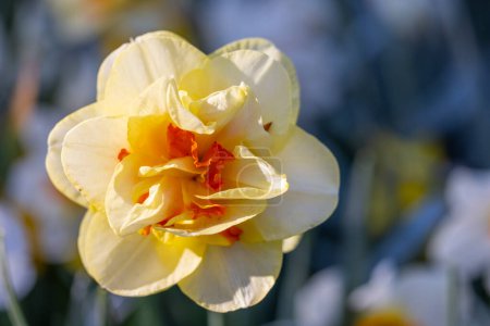 Téléchargez les photos : Macro shot de Narcisse jonquilla, rush narcis ou jonquil, jardin fleuri de Keukenhof, Lisse, Pays-Bas - en image libre de droit