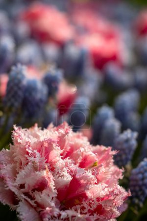 Foto de Macro shot de tulipán con gotas de agua, jardín de flores Keukenhof, Lisse, Países Bajos - Imagen libre de derechos