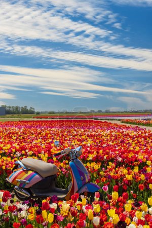 Foto de Campo de tulipanes con moto cerca de Keukenhof, Países Bajos - Imagen libre de derechos
