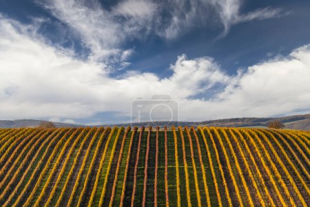 Photo for Autumn vineyard near Velke Bilovice, Southern Moravia, Czech Republic - Royalty Free Image