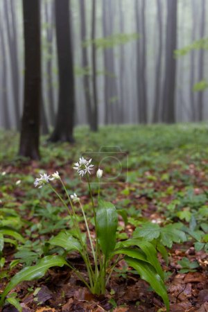 Photo for Bears garlic, spring beech forest in White Carpathians, Southern Moravia, Czech Republic - Royalty Free Image
