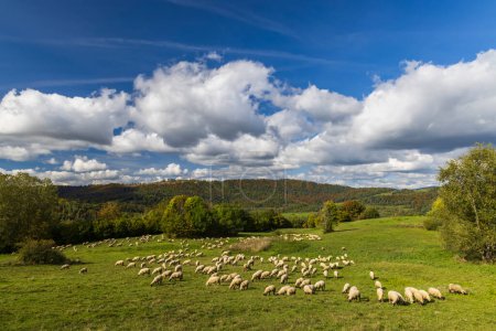 Téléchargez les photos : Troupeau de moutons près de Terchova, Mala Fatra, Slovaquie - en image libre de droit