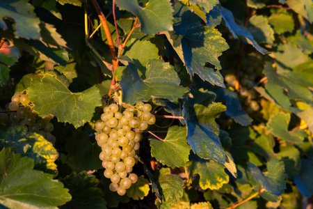 Téléchargez les photos : Grapes in Tokaj region, Great Plain, Hungary - en image libre de droit