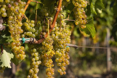 Photo for Grapes Harslevelu in Tokaj region, Unesco site, Great Plain, Hungary - Royalty Free Image