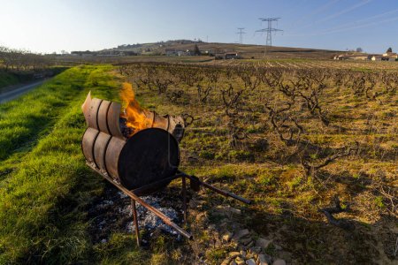 Téléchargez les photos : Vignoble de printemps près de Givry, Bourgogne, France - en image libre de droit