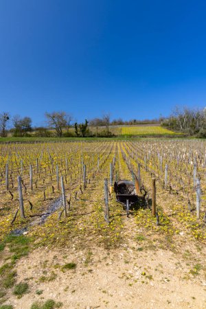 Foto de Viña de primavera cerca de Beaune, Borgoña, Francia - Imagen libre de derechos