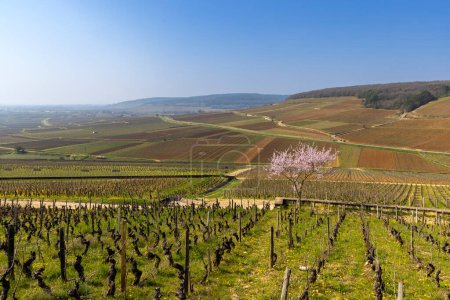 Téléchargez les photos : Early spring vineyards near Aloxe-Corton, Burgundy, France - en image libre de droit