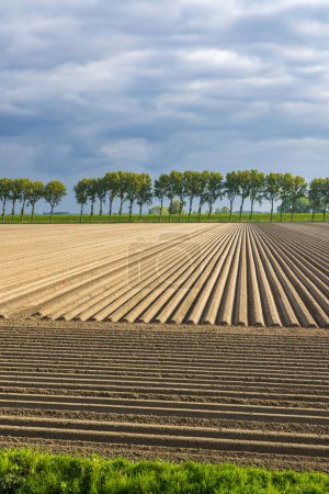 Téléchargez les photos : Vue de printemps du champ de pommes de terre juste après la plantation, Pays-Bas - en image libre de droit