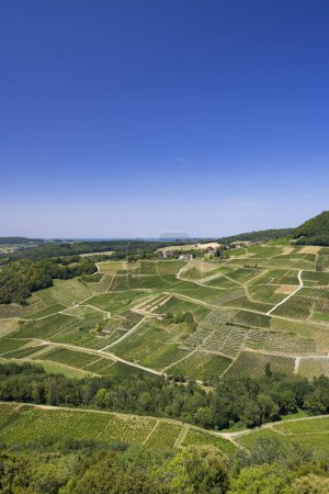 Téléchargez les photos : Vineyards near Chateau Chalon, Department Jura, Franche-Comte, France - en image libre de droit