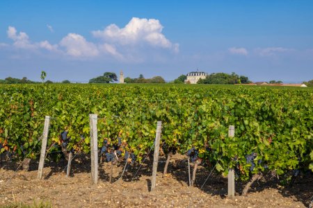 Téléchargez les photos : Vignoble typique près de Château la Tour de By, Bordeaux, Aquitaine, France - en image libre de droit