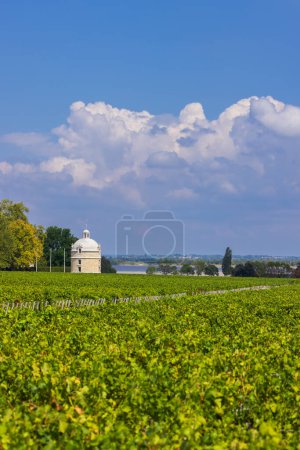 Téléchargez les photos : Vignobles typiques près de Château Latour, Bordeaux, Aquitaine, France - en image libre de droit