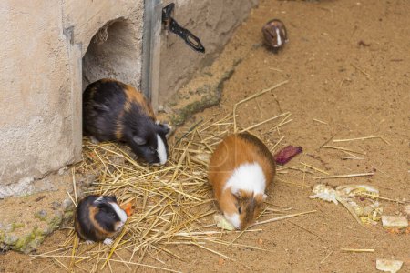 guinea pigs in Jihlava ZOO, Czech Republic