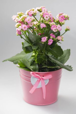 Photo for Pink kalanchoe in pink flowerpot - Royalty Free Image