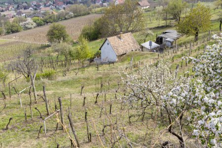 Téléchargez les photos : Paysage printanier avec vignoble dans la région de Szekszard, Hongrie - en image libre de droit